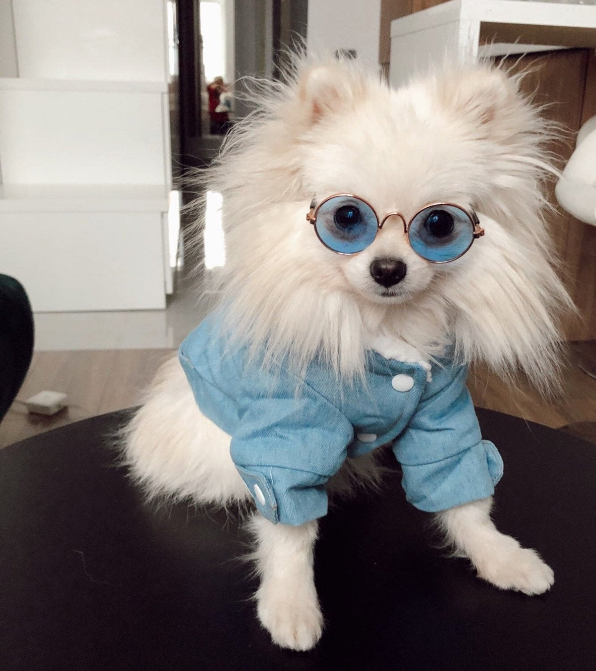 TailTailor® Elegantes & Gemütliches Hunde-Outfit – Stylischer Hundepullover mit Leinenöffnung für Gassigänge & Instagram-Fotos