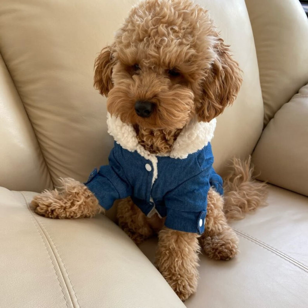 TailTailor® Elegantes & Gemütliches Hunde-Outfit – Stylischer Hundepullover mit Leinenöffnung für Gassigänge & Instagram-Fotos