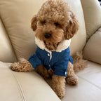 TailTailor® Elegantes & Gemütliches Hunde-Outfit – Stylischer Hundepullover mit Leinenöffnung für Gassigänge & Instagram-Fotos
