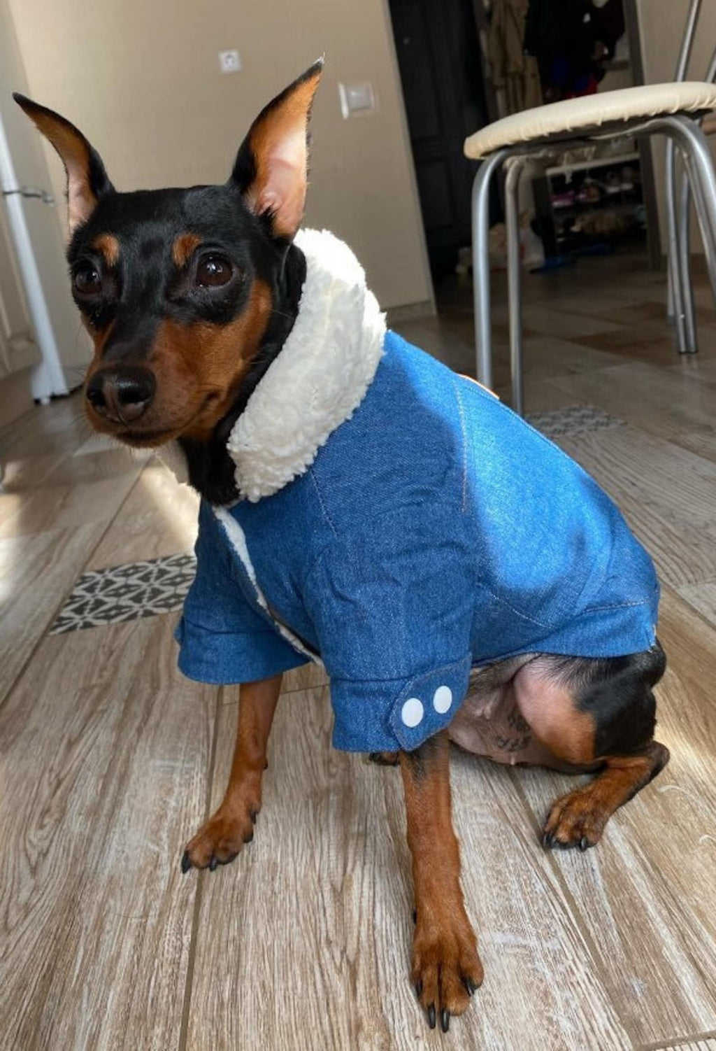 TailTailor® Elegantes & Gemütliches Hunde-Outfit – Stylischer Hundepullover mit Leinenöffnung für Gassigänge & Instagram-Fotos