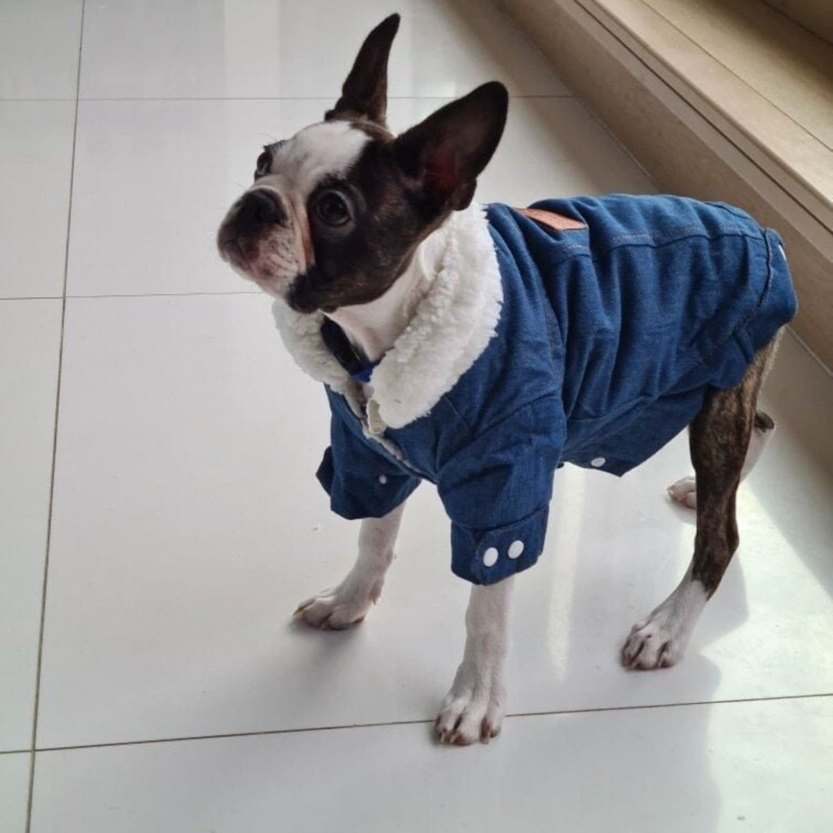 TailTailor® Elegantes & Gemütliches Hunde-Outfit – Stylischer Hundepullover mit Leinenöffnung für Gassigänge & Instagram-Fotos
