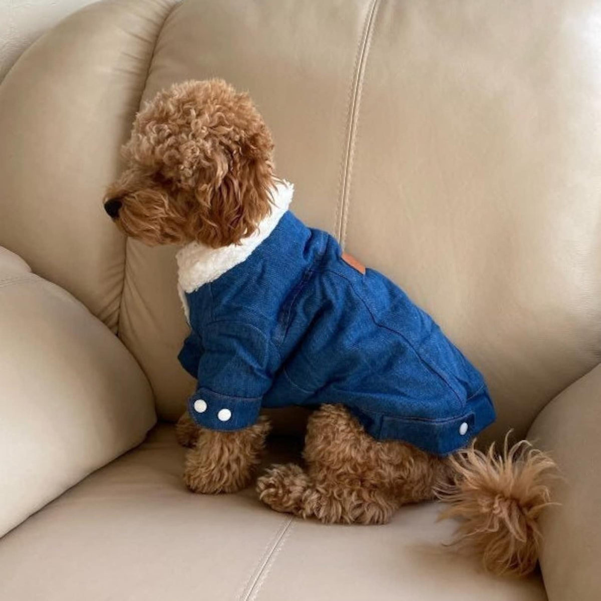 TailTailor® Elegantes & Gemütliches Hunde-Outfit – Stylischer Hundepullover mit Leinenöffnung für Gassigänge & Instagram-Fotos