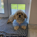 TailTailor® Handgestrickter Frühlings-Hundepullover aus Flauschgarn – Mit Herz-Motiv, Pastellfarben & Maßanfertigung